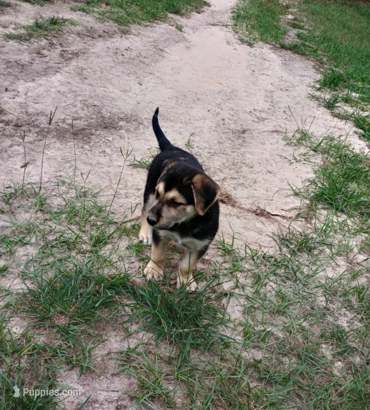 Wolfie – Belgian Malinois, German Shepherd Dog puppy for sale in Andalusia, AL
