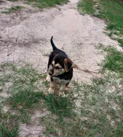 Wolfie, a male Belgian Malinois and German Shepherd Dog for sale in Andalusia, AL – 1 of 4