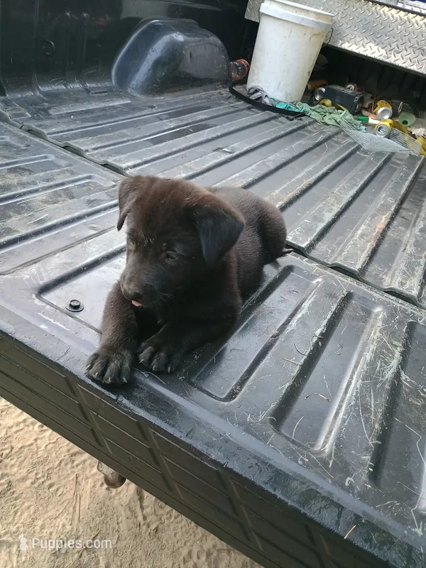 Sam – Belgian Malinois, German Shepherd Dog puppy for sale in Andalusia, AL