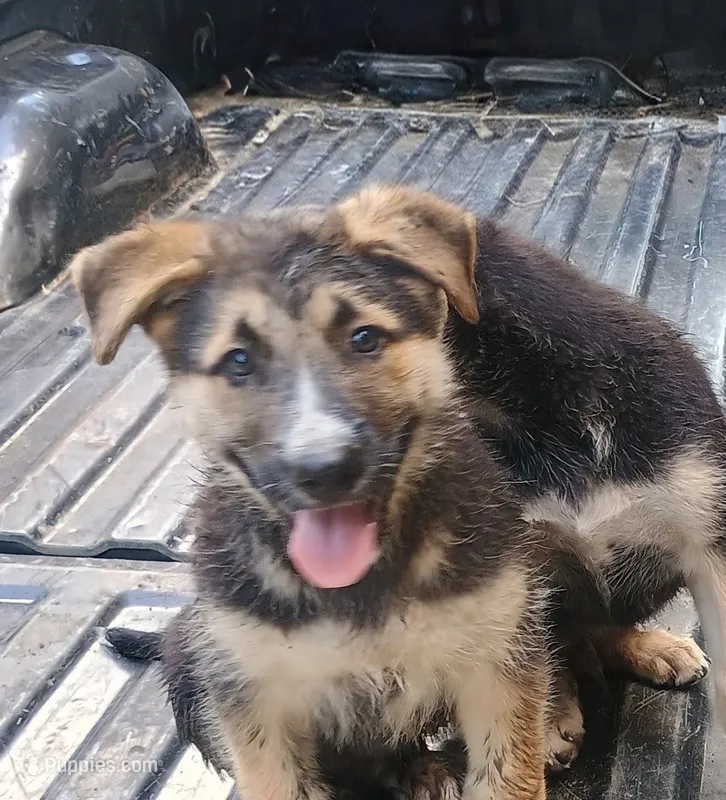 Bear – Belgian Malinois, German Shepherd Dog puppy for sale in Andalusia, AL