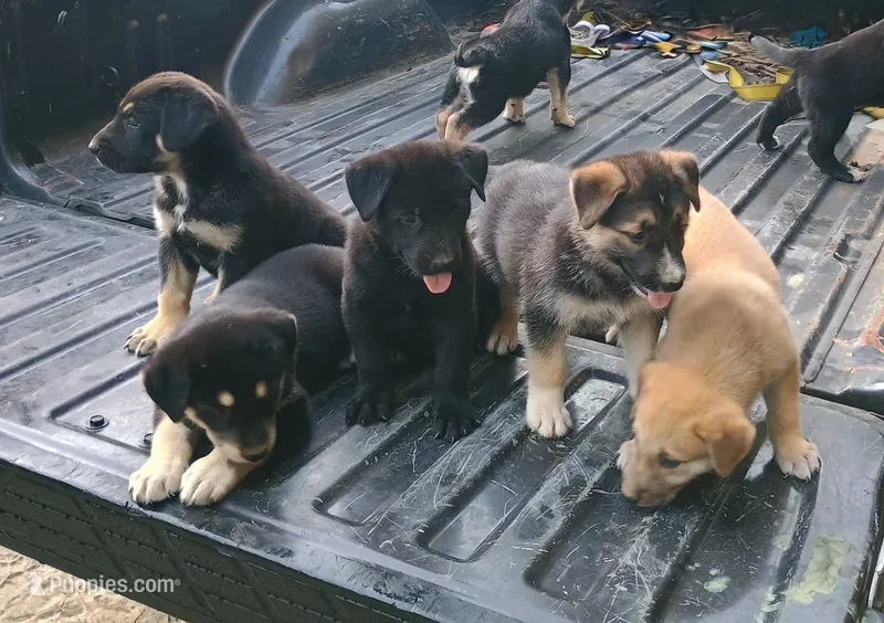 Sally – Belgian Malinois, German Shepherd Dog puppy for sale in Andalusia, AL
