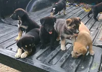 Sally, a female Belgian Malinois and German Shepherd Dog for sale in Andalusia, AL – 1 of 1