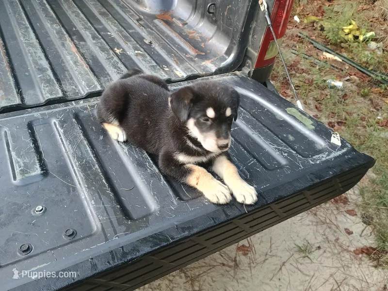 Sally – Belgian Malinois, German Shepherd Dog puppy for sale in Andalusia, AL