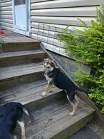 Zorro, a male Belgian Malinois and German Shepherd Dog for sale in Andalusia, AL – 3 of 4