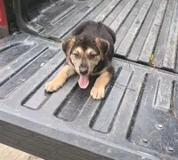 Wolfie, a male Belgian Malinois and German Shepherd Dog for sale in Andalusia, AL – 4 of 4
