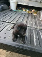 Sue, a female Belgian Malinois and German Shepherd Dog for sale in Andalusia, AL – 1 of 1