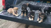 Lilly, a female Belgian Malinois and German Shepherd Dog for sale in Andalusia, AL – 2 of 2