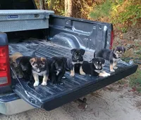 Fuzzy , a male Belgian Malinois and German Shepherd Dog for sale in Andalusia, AL – 2 of 2