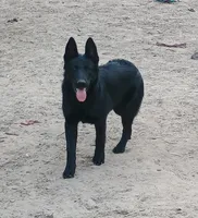 Buffy, a male Belgian Malinois and German Shepherd Dog for sale in Andalusia, AL – 1 of 1