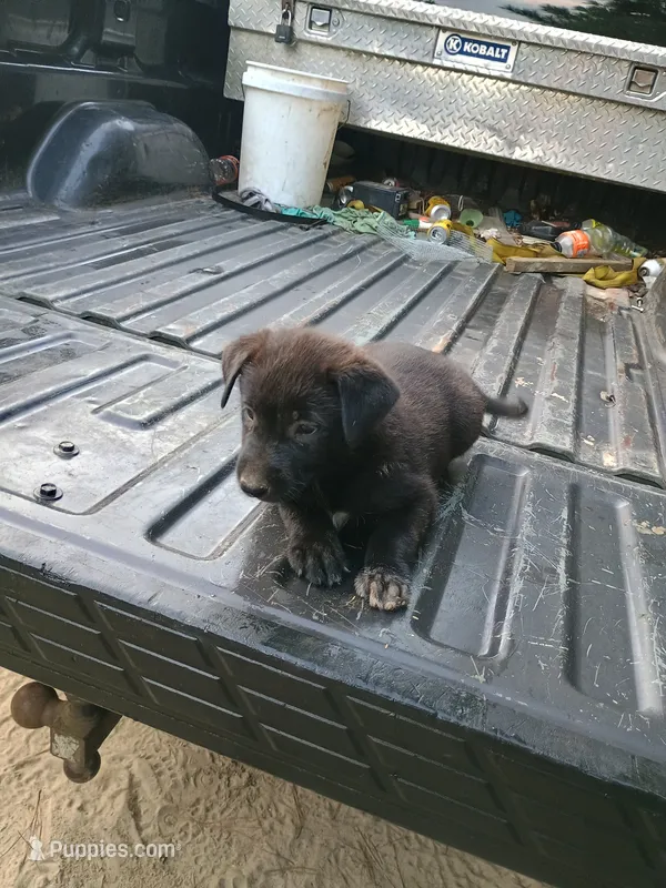 Stella – Belgian Malinois, German Shepherd Dog puppy for sale in Andalusia, AL