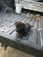 Stella, a female Belgian Malinois and German Shepherd Dog for sale in Andalusia, AL – 1 of 1