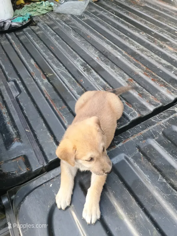 Lilly – Belgian Malinois, German Shepherd Dog puppy for sale in Andalusia, AL