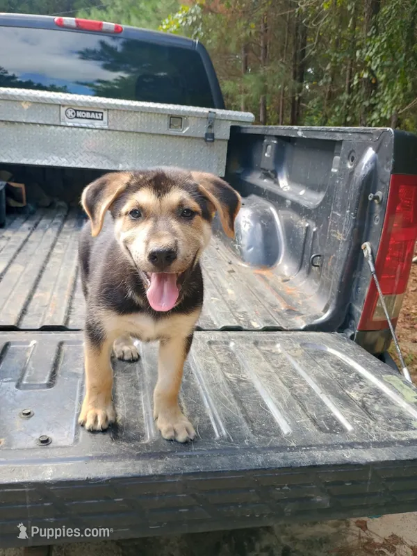 Zorro – Belgian Malinois, German Shepherd Dog puppy for sale in Andalusia, AL