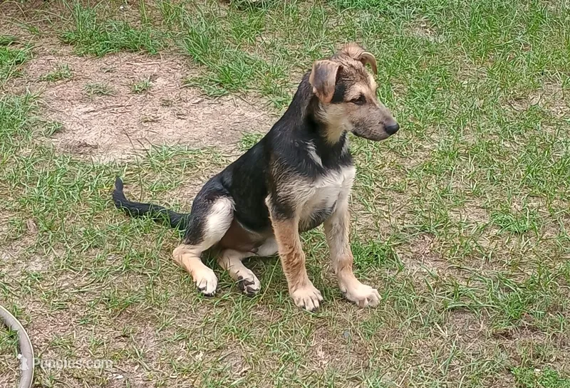 Zorro – Belgian Malinois, German Shepherd Dog puppy for sale in Andalusia, AL