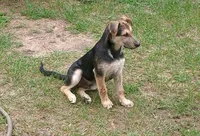 Zorro, a male Belgian Malinois and German Shepherd Dog for sale in Andalusia, AL – 1 of 4