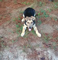 Zorro, a male Belgian Malinois and German Shepherd Dog for sale in Andalusia, AL – 4 of 4