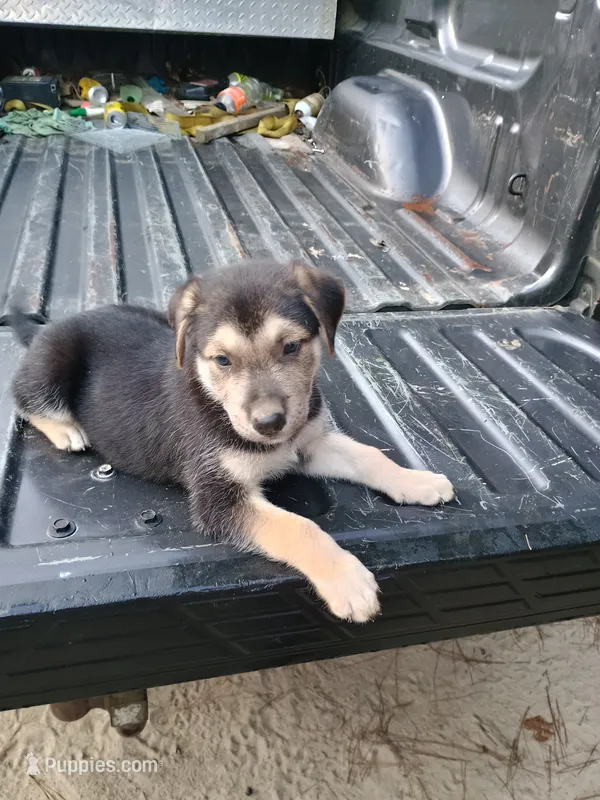 Husky  – Belgian Malinois, German Shepherd Dog puppy for sale in Andalusia, AL