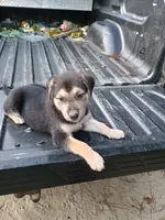 Wolfie, a male Belgian Malinois and German Shepherd Dog for sale in Andalusia, AL – 2 of 4
