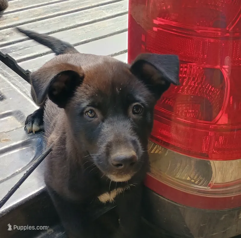 Foxy  – Belgian Malinois, German Shepherd Dog puppy for sale in Andalusia, AL