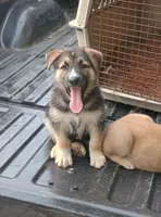 Bear, a male Belgian Malinois and German Shepherd Dog for sale in Andalusia, AL – 3 of 4