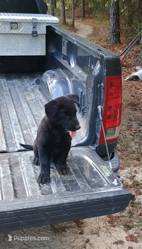 Sam – Belgian Malinois, German Shepherd Dog puppy for sale in Andalusia, AL