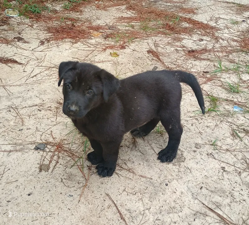 Sam – Belgian Malinois, German Shepherd Dog puppy for sale in Andalusia, AL