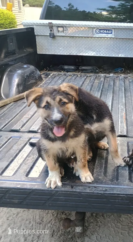 Bear – Belgian Malinois, German Shepherd Dog puppy for sale in Andalusia, AL