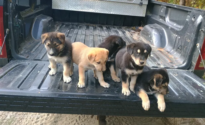 Lilly – Belgian Malinois, German Shepherd Dog puppy for sale in Andalusia, AL