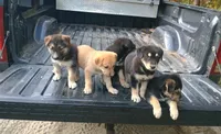 Lilly, a female Belgian Malinois and German Shepherd Dog for sale in Andalusia, AL – 1 of 2