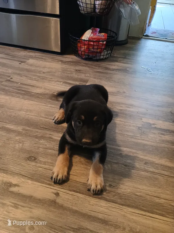 Chip – Belgian Malinois, German Shepherd Dog puppy for sale in Andalusia, AL