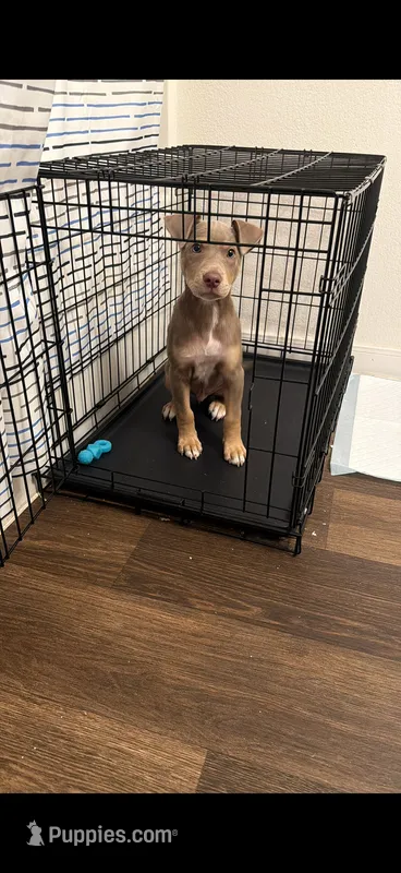 Tank  – Jack Russell Terrier, American Pit Bull Terrier puppy for sale in San Marcos, TX