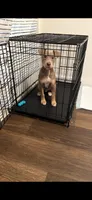 Tank , a male Jack Russell Terrier and American Pit Bull Terrier for sale in San Marcos, TX – 1 of 1