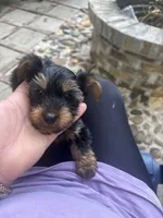 Rico, a male Yorkshire Terrier for sale in Middleton, TN – 5 of 8