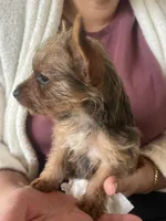 Tico , a male Yorkshire Terrier for sale in Middleton, TN – 2 of 7