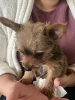 Tico , a male Yorkshire Terrier for sale in Middleton, TN – 6 of 7