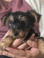 Rico, a male Yorkshire Terrier for sale in Middleton, TN – 3 of 8