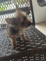 Tico , a male Yorkshire Terrier for sale in Middleton, TN – 4 of 7