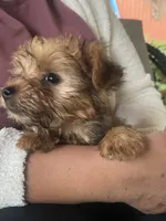 Chico , a male Yorkshire Terrier for sale in Middleton, TN – 7 of 8