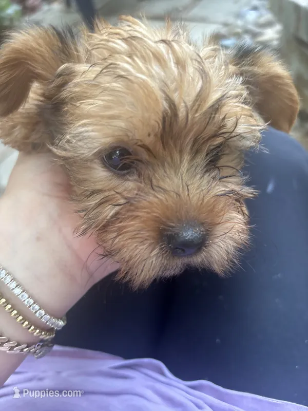 Chivo – Yorkshire Terrier puppy for sale in Middleton, TN