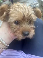 Chivo, a male Yorkshire Terrier for sale in Middleton, TN – 1 of 2