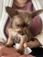 Tico , a male Yorkshire Terrier for sale in Middleton, TN – 3 of 7