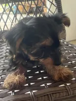 Rico, a male Yorkshire Terrier for sale in Middleton, TN – 8 of 8