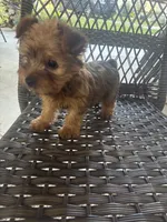 Chivo, a male Yorkshire Terrier for sale in Middleton, TN – 2 of 2