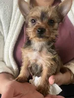 Tico , a male Yorkshire Terrier for sale in Middleton, TN – 5 of 7