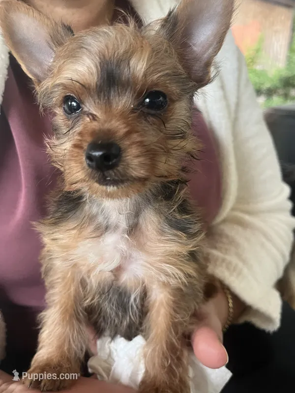 Tico  – Yorkshire Terrier puppy for sale in Middleton, TN