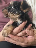 Rico, a male Yorkshire Terrier for sale in Middleton, TN – 7 of 8