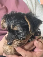 Rico, a male Yorkshire Terrier for sale in Middleton, TN – 6 of 8