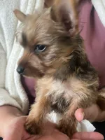 Tico , a male Yorkshire Terrier for sale in Middleton, TN – 7 of 7