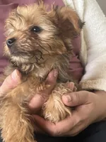 Chico , a male Yorkshire Terrier for sale in Middleton, TN – 3 of 8