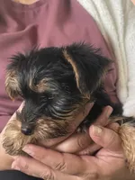 Rico, a male Yorkshire Terrier for sale in Middleton, TN – 2 of 8